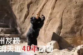 消失近40年又在贵州被发现，能像人一样直立行走，在中国很少见视频封面