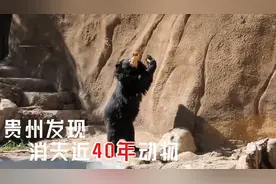消失近40年又在贵州被发现，能像人一样直立行走，在中国很少见视频封面