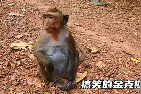 金克斯猴子到了交配年龄，但也在哺乳，连小猴子都打不过视频封面