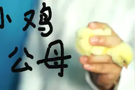 雏鸡翻肛辨雄雌怎么操作，看看如何给雏鸡分公母视频封面
