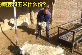刘四去镇上买豌豆，回到家把羊分开喂，现在的豌豆和玉米什么价？视频封面
