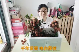 老爸从广东寄来的荔枝到了，顺丰邮费125块，女友直呼太浪费视频封面