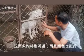 老汉买了两条杜高犬，没想到竟能听懂人话，手指一动就明白啥意思视频封面