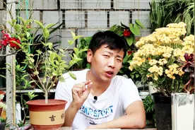 茉莉花春天“剃光头”，别手软，使劲剪，花爆盆，满屋香视频封面