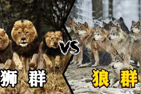 狮群vs狼群，谁才是真正的群架之王？万兽之王果然名不虚传视频封面
