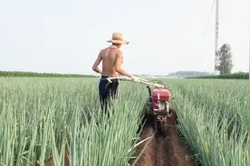 山东农村大哥种18亩大葱，买一台手扶神器，省时省工效益高！视频封面