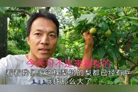 高压的一根梨树老枝，今天查看一下，一点根都没有生，什么原因？视频封面