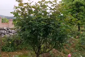 可藤可灌的一款大花月季，香味非常浓郁，用山木香嫁接长势特别好视频封面