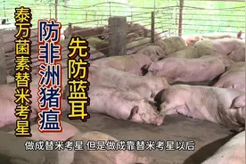 泰万菌素替米考星防非洲猪瘟先防蓝耳