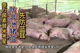 泰万菌素替米考星防非洲猪瘟先防蓝耳视频封面