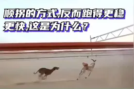 顺拐的方式,反而跑得更稳更快,这是为什么？视频封面
