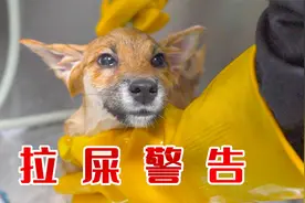 小柴犬第一次洗澡，一下水就哆嗦，最后还被吓出屎！视频封面
