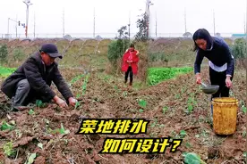 菜地排水有妙招，菜苗长得快又好，农村老菜农的独门秘诀！视频封面