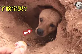 狗狗在墓地刨出大坑，怎么都不肯出来，主人：藏了啥宝贝？视频封面