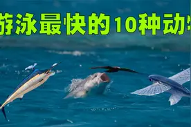 游泳速度最快的10种动物排行榜，它们游泳的姿态真的太帅了！视频封面
