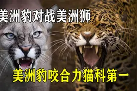 美洲豹对战美洲狮，美洲豹咬合力猫科第一，美洲豹更强？视频封面