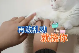 当主人打扰猫睡觉后，猫咪把指甲伸了出来：铲屎的，要打架吗？