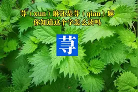 你见过这个字吗？（qian）荨麻？（xun）荨麻？荨到底读什么？