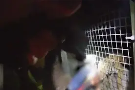 男子手伸进围栏抚摸老虎 被死死咬住痛苦嚎叫 美警一枪将老虎击毙视频封面