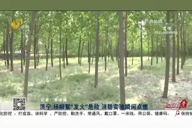 杨柳絮起火有多可怕？消防员实测告诉你有多危险，能瞬间点燃视频封面