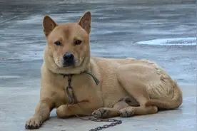 农村5000块的土猎狗，小伙带你去看看，相貌极品值不值这个价