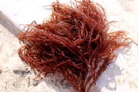 纹铭赶海：这种吃海鲜的方法就很过瘾，捕捞上来直接用海水煮。视频封面