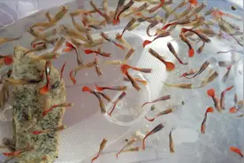 孔雀鱼尾巴烂了，主要是缸水的问题，余月教你如果进行预防和治疗视频封面