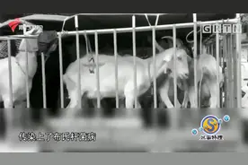 女童喝现挤羊奶，患上“布氏杆菌病”，专家有话说|城事特搜