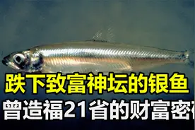 太湖的“致富密码”银鱼，曾造福21个省，如今为何跌下神坛？