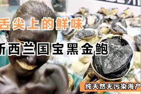 每人每天限量捕10只的新西兰黑金鲍，它能不香吗？ #新西兰见闻视频封面