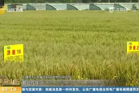 小麦新品种云观摩会在济南举行，济麦22、济麦44等15个新品种亮相视频封面