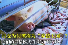 丹麦为何被称为“养猪王国”？它们的养猪模式值得我们学习吗？视频封面