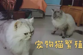 养猫一年可以赚十几万？比打工强多了，生一窝就值3000多视频封面
