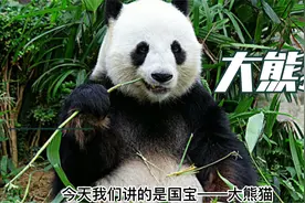 刁小禾小百科——动物百科之大熊猫视频封面