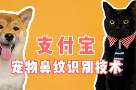 给猫狗发身份证！以前没有支付宝的时候，动物是如何证明身份的？