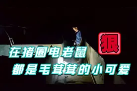 今天在猪圈里电老鼠，随便一电就抓获好几只毛茸茸的老鼠，太好玩