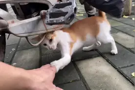 喂了几个月的流浪猫终于把它收编，叫握手就握手，能听懂人话视频封面