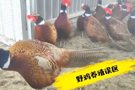 农村山鸡哥：8年七彩山鸡养殖经验分享，这3个自身的误区你知道吗