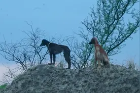 阿富汗猎犬，英国皇室猎犬，外表优雅速度快，堪称狗界高速跑车视频封面