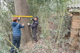 30年杨树老板出价7000元，杨树价格飙升1000/方，价格合理吗