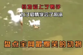 搞笑的动物：当喵星人被强吻时，接下来一幕太逗，直接表示不活了视频封面