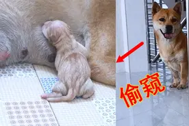 公狗时刻在门外偷窥小狗出生，母狗生完那一刻，却被公狗一脸嫌弃视频封面