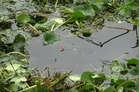 七星漂朝天钩挂蚯蚓钓草洞，鲫鱼顶漂一提一个准视频封面