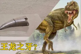 带你去博物馆看看曾经的地球霸主，霸王龙之牙化石究竟长什么样？视频封面