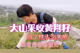 立秋后满山遍野的黄荆籽，采来做枕头，不花钱治失眠响当当视频封面