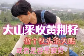 立秋后满山遍野的黄荆籽，采来做枕头，不花钱治失眠响当当