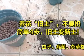 养花“旧土”，不要扔！简单4步，旧土变肥土视频封面