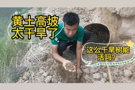 甘肃大山里的土地真的是太干旱了，第六次栽树不知道会不会活？视频封面
