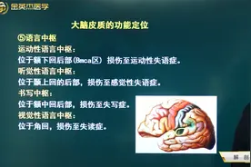 端脑02大脑皮质功能定位：运动、躯体感觉、视区、听区、语言中枢