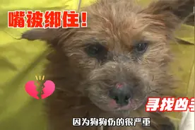 狗狗的嘴被残忍绑住，鱼线跟肉已经黏合，严重到只能“转院”视频封面